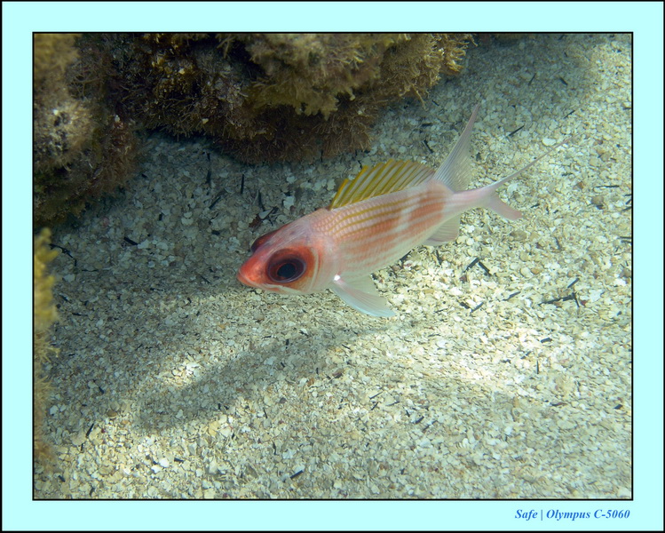 2005 - 11 - Maragogi - parc marin de gales 45.JPG